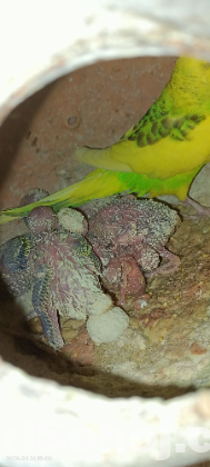 Birds